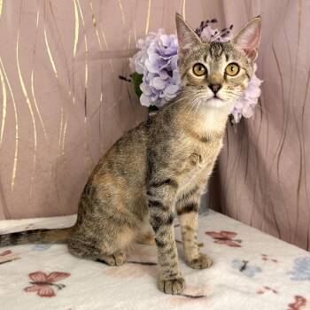 Ms. Marge -  Domestic Short Hair Cat for Adoption in Long Beach, Mississippi - Ms. Marge | PetCurious