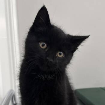 Domestic Short Hair Cats Available for Adoption - Tahini | PetCurious