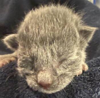 Domestic Short Hair Cats Available for Adoption in Dallas, Texas - GROOT | PetCurious