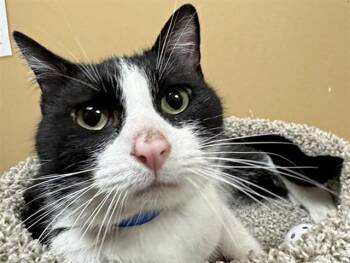 Domestic Medium Hair Cats Available for Adoption in Brentwood, Missouri - LYONEL | PetCurious