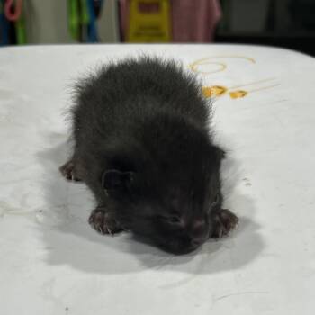 Domestic Short Hair Cats Available for Adoption in Tampa, Florida - Ralph | PetCurious
