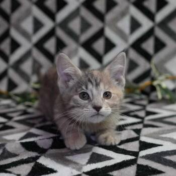 Domestic Short Hair Cats Available for Adoption in Wheaton, Illinois - Serena Baby | PetCurious
