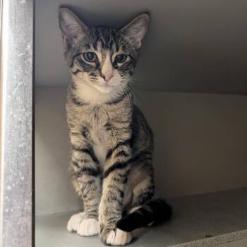 Simba -  Domestic Short Hair Cat for Adoption in Rowlett, Texas - Simba | PetCurious