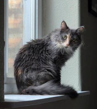 Wonder Woman IL -  Domestic Medium Hair Cat for Adoption in Fort Lupton, Colorado - Wonder Woman IL | PetCurious