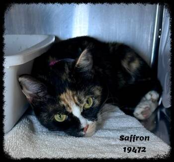 SAFFRON see also PAPRIKA -  Domestic Short Hair and Tortoiseshell Cat Available for Adoption in Marietta, Georgia - SAFFRON See Also PAPRIKA | PetCurious