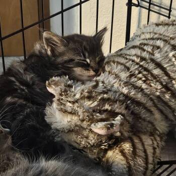 Fable -  Domestic Long Hair Cat for Adoption in Jacksonville, Oregon - Fable | PetCurious