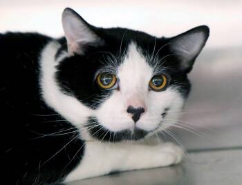 Danny (AO37749) -  Tuxedo Cat for Adoption in Kansas City, Kansas - Danny (AO37749) | PetCurious