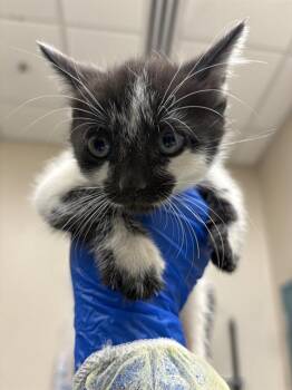 LONGHORN -  Domestic Short Hair Cat for Adoption in Las Vegas, Nevada - LONGHORN | PetCurious