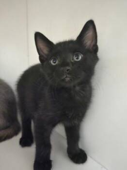 Mario -  Domestic Short Hair Cat for Adoption in Savannah, Georgia - Mario | PetCurious