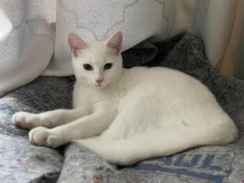 Domestic Short Hair Cats Available for Adoption - Nora | PetCurious