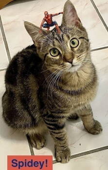 Rescue Domestic Short Hair Cats for Adoption in Tampa, Florida - Spidey | PetCurious