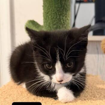 Xavel -  Domestic Short Hair Cat for Adoption in Fredericksburg, Virginia - Xavel | PetCurious