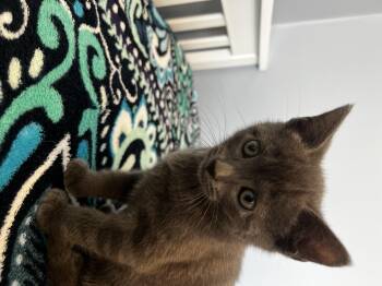 Domestic Short Hair Cats Available for Adoption in Syosset, New York - Whopper | PetCurious