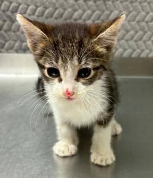Birdie -  Domestic Short Hair Cat for Adoption in Lampasas, Texas - Birdie | PetCurious