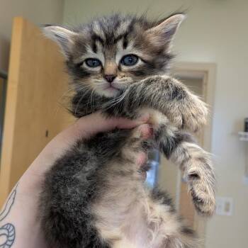 HazelTuft -  Domestic Long Hair Cat for Adoption in Toledo, Ohio - HazelTuft | PetCurious