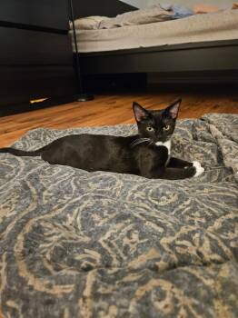 Rescue Domestic Short Hair Cats for Adoption in Los Angeles, California - Chispa | PetCurious