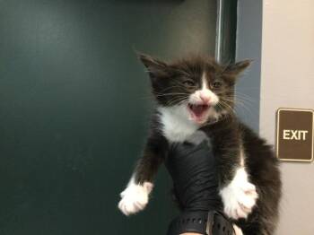 Domestic Medium Hair Cats Available for Adoption in Thousand Palms, California - TUXIE | PetCurious