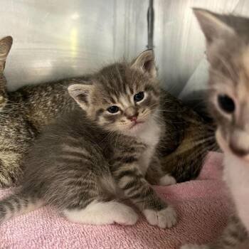 Sycamore (mcac_kit3) -  Domestic Short Hair Cat for Adoption in Edwardsville, Illinois - Sycamore (mcac_kit3) | PetCurious