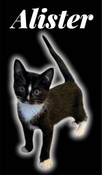 Allister -  Domestic Short Hair Cat Available for Adoption in Auburn, California - Allister | PetCurious