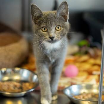 Salmon -  Domestic Short Hair Cat for Adoption in Wilmington, Delaware - Salmon | PetCurious