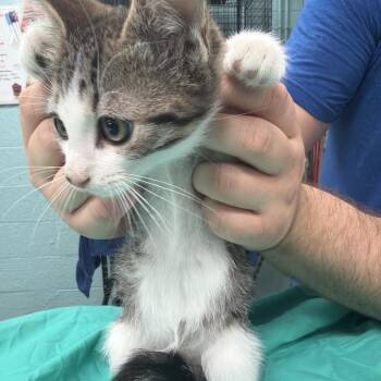 Newton -  Domestic Short Hair Cat for Adoption in Port Charlotte, Florida - Newton | PetCurious