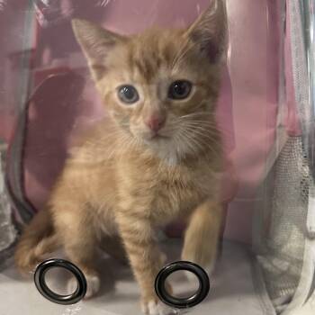 Chili Cheese -  Domestic Short Hair Cat for Adoption in Greensboro, North Carolina - Chili Cheese | PetCurious