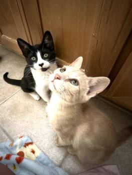 Elsie and Ferdinand ***Bonded Pair*** -  Domestic Short Hair Cat for Adoption in Wheaton, Illinois - Elsie And Ferdinand ***Bonded Pair*** | PetCurious