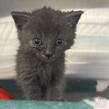 Domestic Short Hair Cats Available for Adoption in Washington, District Of Columbia - Anya | PetCurious