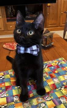 Aaron -  Domestic Short Hair Cat for Adoption in Elk Grove, California - Aaron | PetCurious