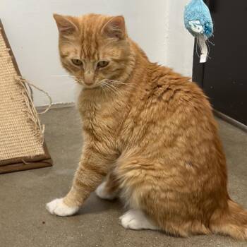 Shrimp -  Domestic Medium Hair Cat for Adoption in York, Pennsylvania - Shrimp | PetCurious