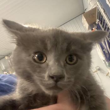Beckham -  Domestic Short Hair Cat for Adoption in Sheridan, Wyoming - Beckham | PetCurious
