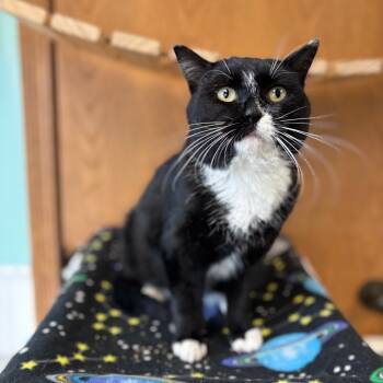 Rescue Domestic Short Hair Cats for Adoption in Fargo, North Dakota - Monticello | PetCurious