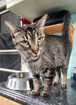 Rescue Domestic Short Hair Cats for Adoption in Crossville, Tennessee - Sammy | PetCurious