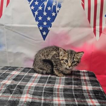 Domestic Short Hair Cats Available for Adoption in Wylie, Texas - FOREST | PetCurious