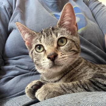 Dori -  Domestic Short Hair Cat for Adoption in New Berlin, Wisconsin - Dori | PetCurious