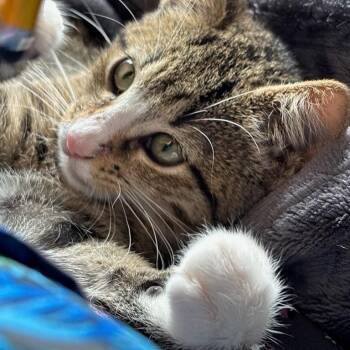 Poppi Puppy -  Domestic Short Hair Cat for Adoption in Newport News, Virginia - Poppi Puppy | PetCurious