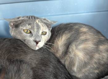Taz -  Domestic Short Hair Cat for Adoption in Gillette, Wyoming - Taz | PetCurious