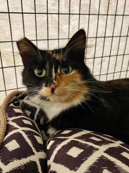 Athena -  Domestic Medium Hair Cat for Adoption in Grants Pass, Oregon - Athena | PetCurious
