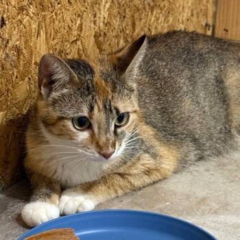 Cali 2 -  Domestic Short Hair Cat for Adoption in Cumming, Georgia - Cali 2 | PetCurious