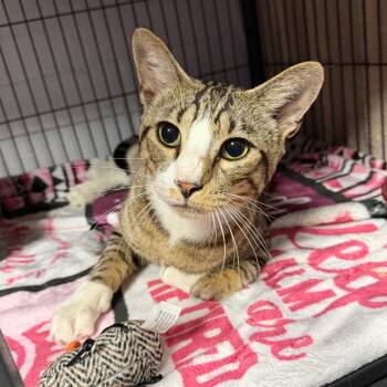 Egypt -  Domestic Short Hair Cat for Adoption in Hampton Bays, New York - Egypt | PetCurious