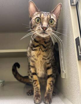 Rescue Ocicat Cats for Adoption in Manhattan, Kansas - Fin | PetCurious