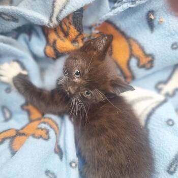 Kiara -  Domestic Short Hair Cat for Adoption in Chaska, Minnesota - Kiara | PetCurious