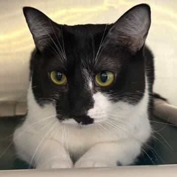 Stache -  Domestic Short Hair Cat for Adoption in Spokane, Washington - Stache | PetCurious