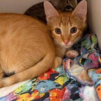 Folk -  Domestic Short Hair Cat for Adoption in Salt Lake City, Utah - Folk | PetCurious