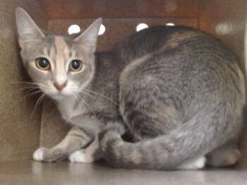 LILY -  Domestic Short Hair Cat for Adoption in Orlando, Florida - LILY | PetCurious