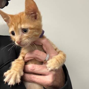 Ginger -  Domestic Short Hair Cat for Adoption in Normal, Illinois - Ginger | PetCurious