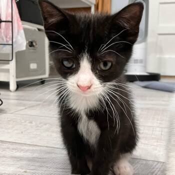 Marigold -  Tuxedo and Domestic Short Hair Cat for Adoption in Mastic, New York - Marigold | PetCurious