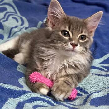 Froyo -  Tabby and Domestic Medium Hair Cat for Adoption in Tulsa, Oklahoma - Froyo | PetCurious
