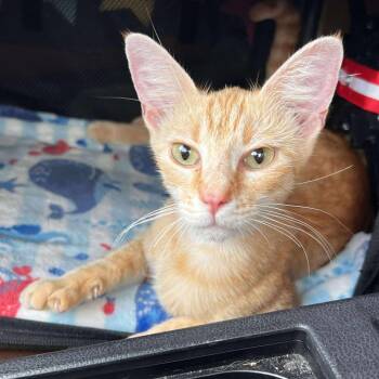 Rescue Domestic Short Hair Cats for Adoption in Wichita, Kansas - Lyric | PetCurious