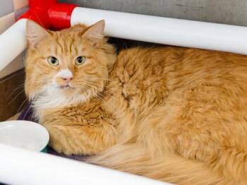 Kiau -  Domestic Long Hair and Domestic Short Hair Cat for Adoption in Longmont, Colorado - Kiau | PetCurious
